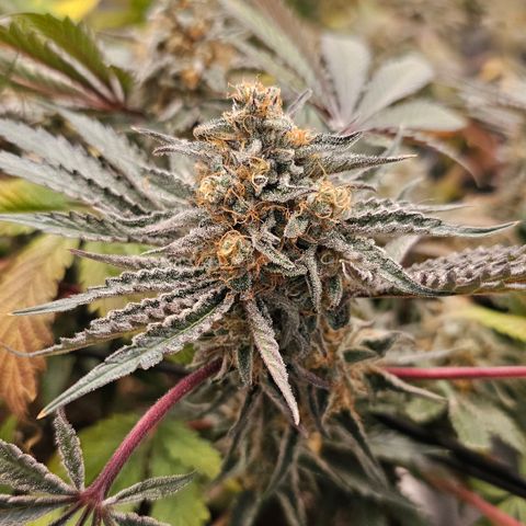 Poison 3 T.P.3 growlog timeline photo
