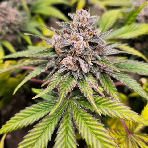 Poison 3 T.P.3 growlog timeline photo