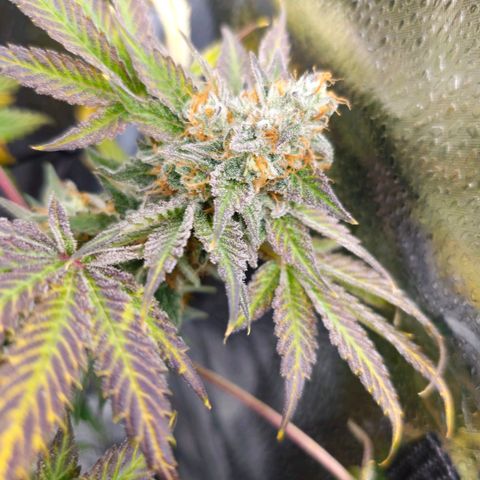 Poison 3 T.P.3 growlog timeline photo