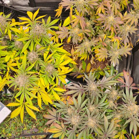 Poison 3 T.P.3 growlog timeline photo