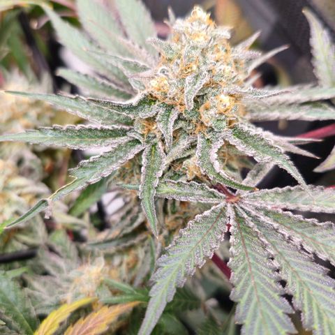 Poison 3 T.P.3 growlog timeline photo