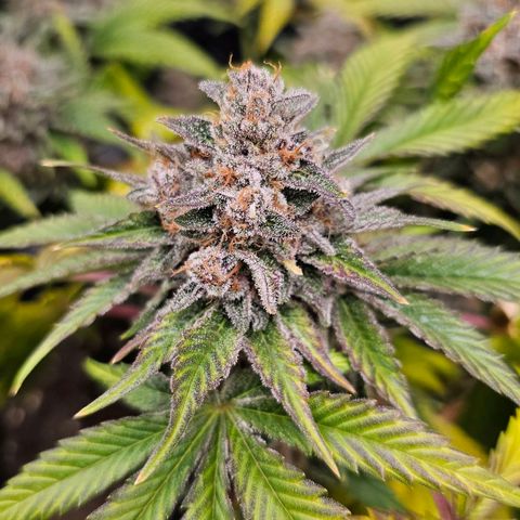 Poison 3 T.P.3 growlog timeline photo