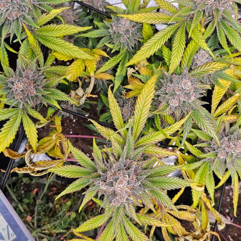 Poison 3 T.P.3 growlog timeline photo