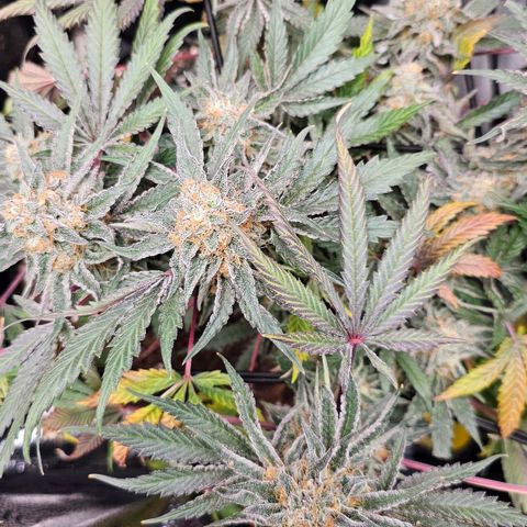Poison 3 T.P.3 growlog timeline photo