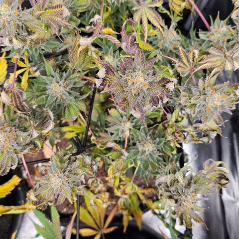 Poison 3 T.P.3 growlog timeline photo