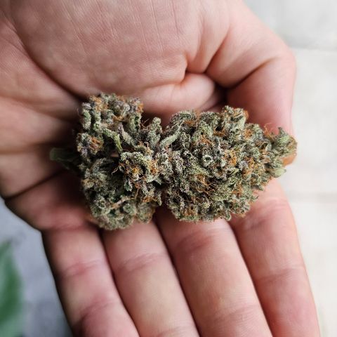 Poison 3 T.P.3 growlog timeline photo