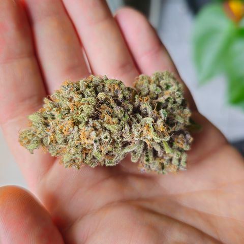 Poison 3 T.P.3 growlog timeline photo