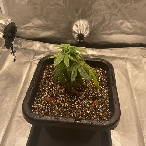 Elizabeth Blackwell growlog photo: Worried about worsening leaf damage