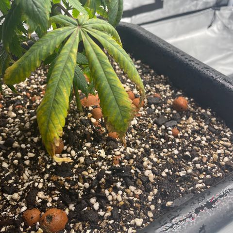 Elizabeth Blackwell growlog photo: 🕵🏼‍♂️