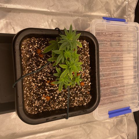 Elizabeth Blackwell growlog photo: Got some nice nodes popping up 
