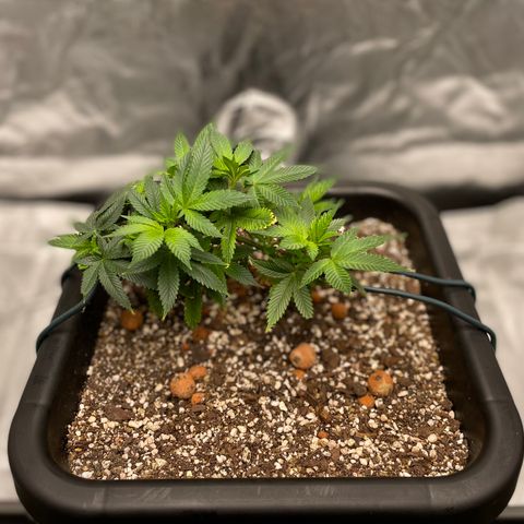 Elizabeth Blackwell growlog timeline photo