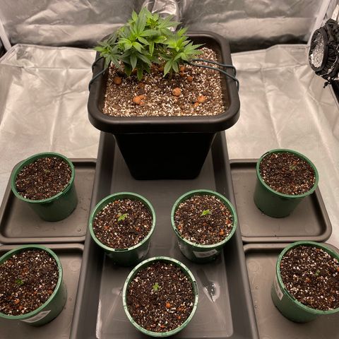 Elizabeth Blackwell growlog timeline photo