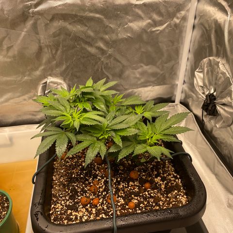 Elizabeth Blackwell growlog timeline photo
