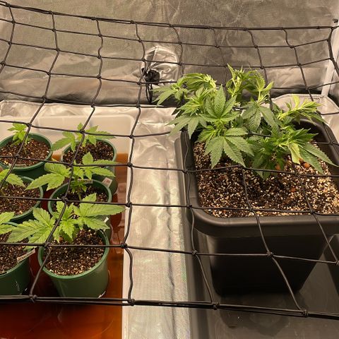 GG Auto Gen2 #1 growlog photo: Potted Gen2 Autos, added trellis