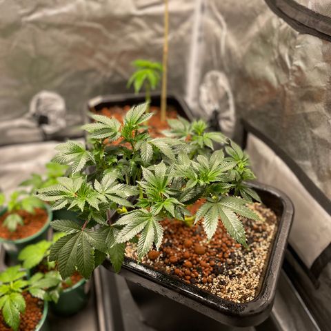 GG Auto Gen2 #1 growlog timeline photo