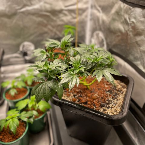 GG Auto Gen2 #1 growlog timeline photo