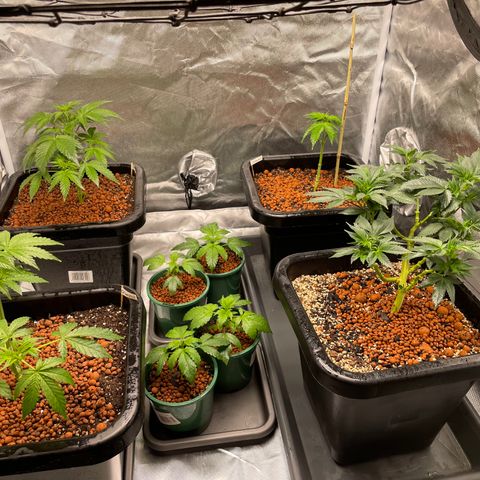 GG Auto Gen2 #1 growlog timeline photo