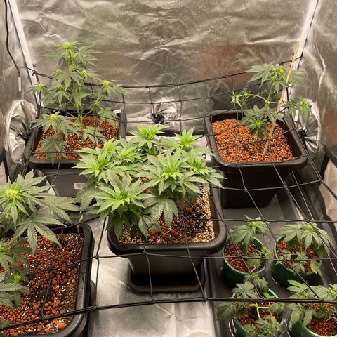 GG Auto Gen2 #1 growlog timeline photo