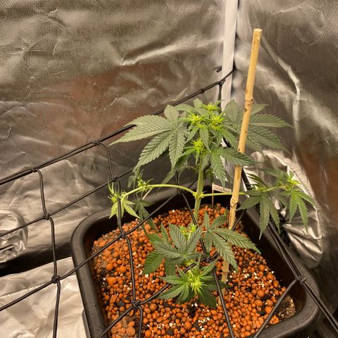 GG Auto Gen2 #1 growlog timeline photo
