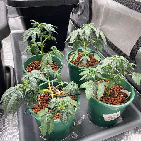 GG Auto Gen2 #1 growlog timeline photo