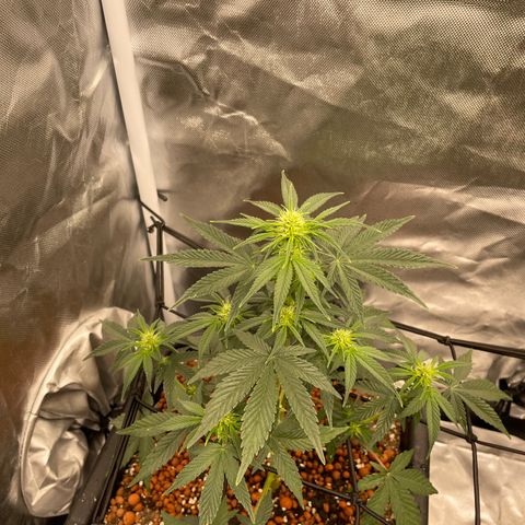GG Auto Gen2 #1 growlog timeline photo