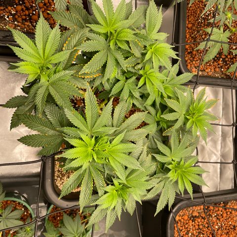 GG Auto Gen2 #1 growlog timeline photo
