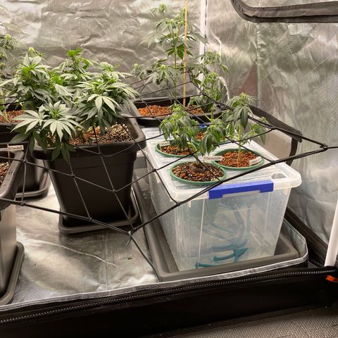 GG Auto Gen2 #1 growlog photo: First attempt at ‘wicking’