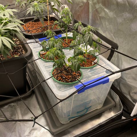 GG Auto Gen2 #1 growlog photo: First attempt at ‘wicking’
