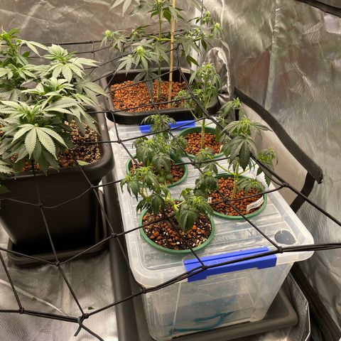 GG Auto Gen2 #1 growlog photo: First attempt at ‘wicking’