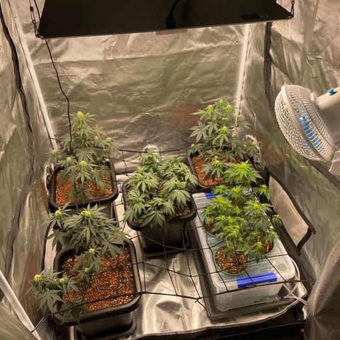 GG Auto Gen2 #1 growlog timeline photo