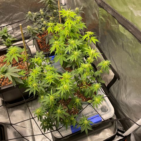 GG Auto Gen2 #1 growlog timeline photo