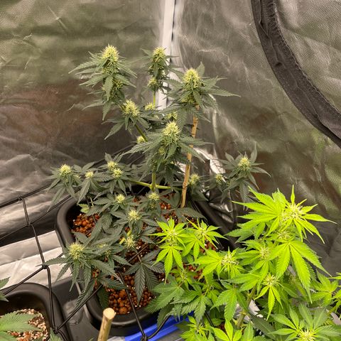 GG Auto Gen2 #1 growlog timeline photo