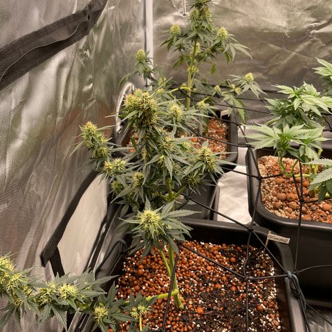 GG Auto Gen2 #1 growlog timeline photo