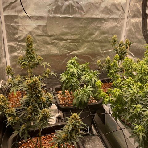 GG Auto Gen2 #1 growlog timeline photo