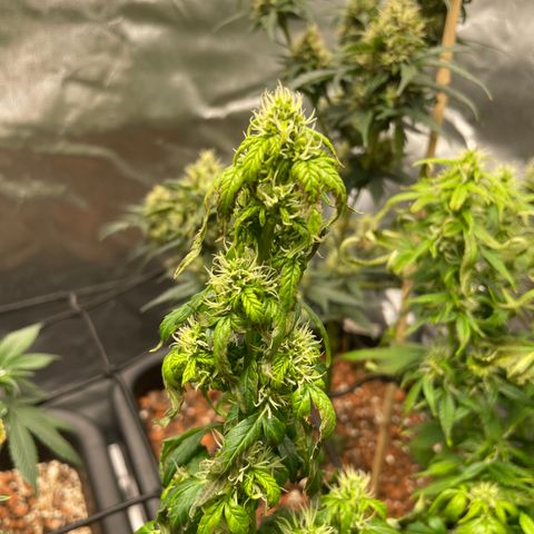 GG Auto Gen2 #1 growlog timeline photo