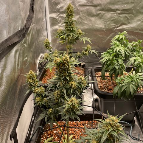 GG Auto Gen2 #1 growlog timeline photo