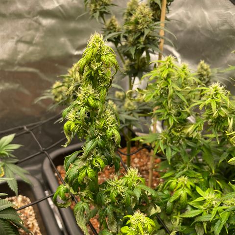 GG Auto Gen2 #1 growlog timeline photo