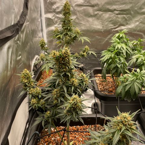 GG Auto Gen2 #1 growlog timeline photo