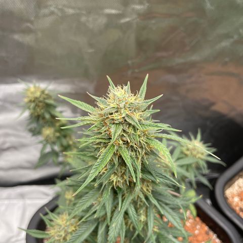 GG Auto Gen2 #1 growlog timeline photo
