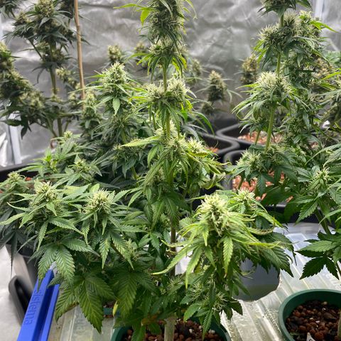 GG Auto Gen2 #1 growlog timeline photo