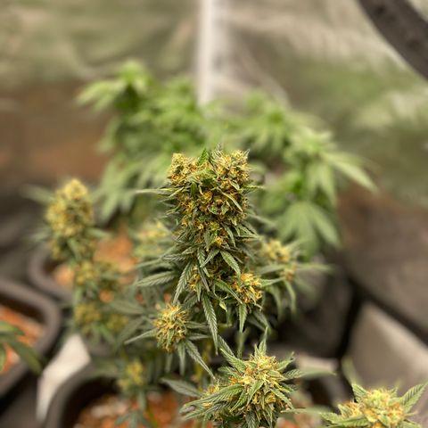 GG Auto Gen2 #1 growlog timeline photo
