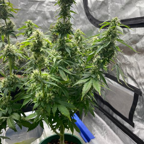 GG Auto Gen2 #1 growlog timeline photo