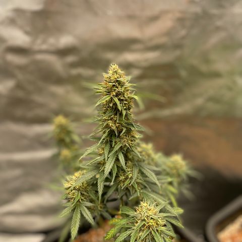 GG Auto Gen2 #1 growlog timeline photo