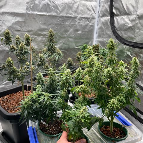 GG Auto Gen2 #1 growlog timeline photo