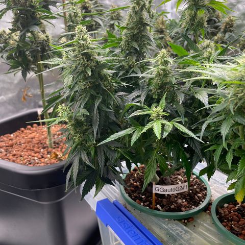 GG Auto Gen2 #1 growlog timeline photo