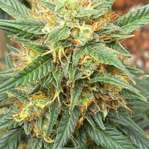 GG Auto Gen2 #1 growlog timeline photo