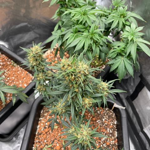 GG Auto Gen2 #1 growlog timeline photo