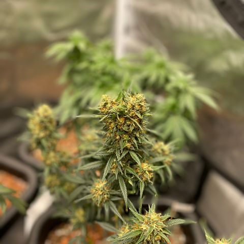 GG Auto Gen2 #1 growlog timeline photo
