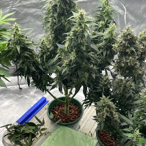 GG Auto Gen2 #1 growlog timeline photo