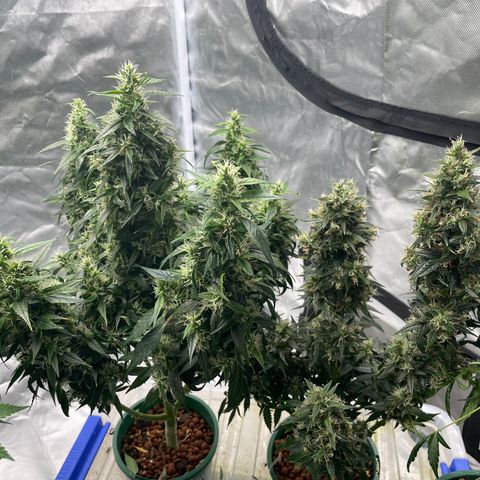 GG Auto Gen2 #1 growlog timeline photo
